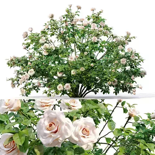 Rose bush 02 3D model