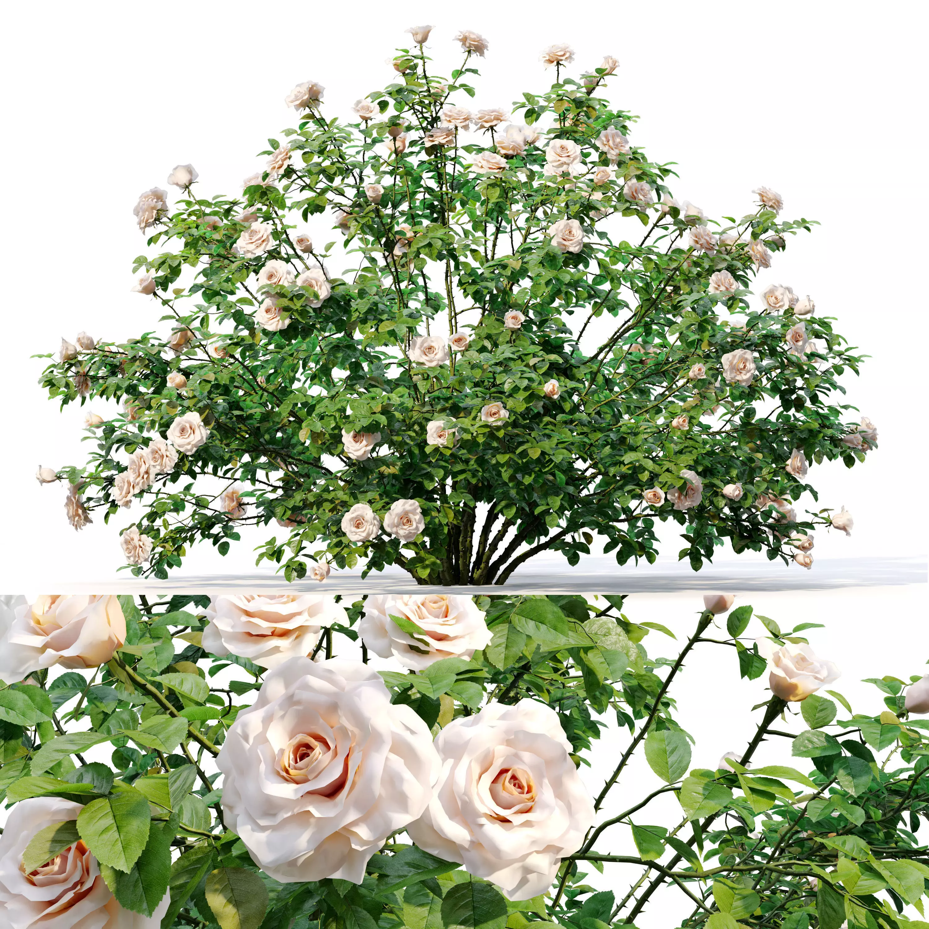 Rose bush 02 3D model_0