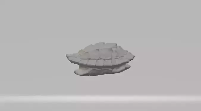 Turtle Shell  3D print model