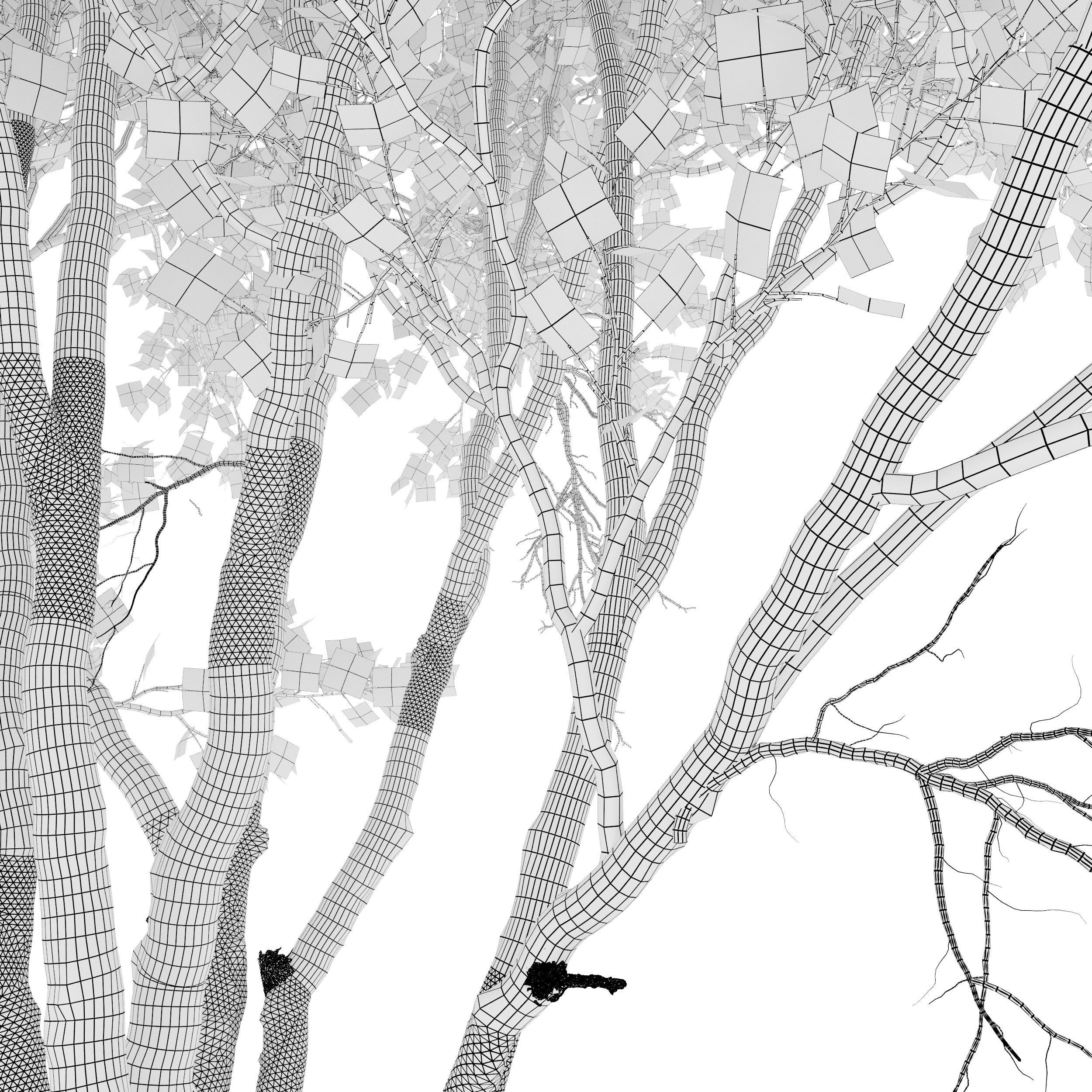 Acer macrophyllum 02 3D model_7