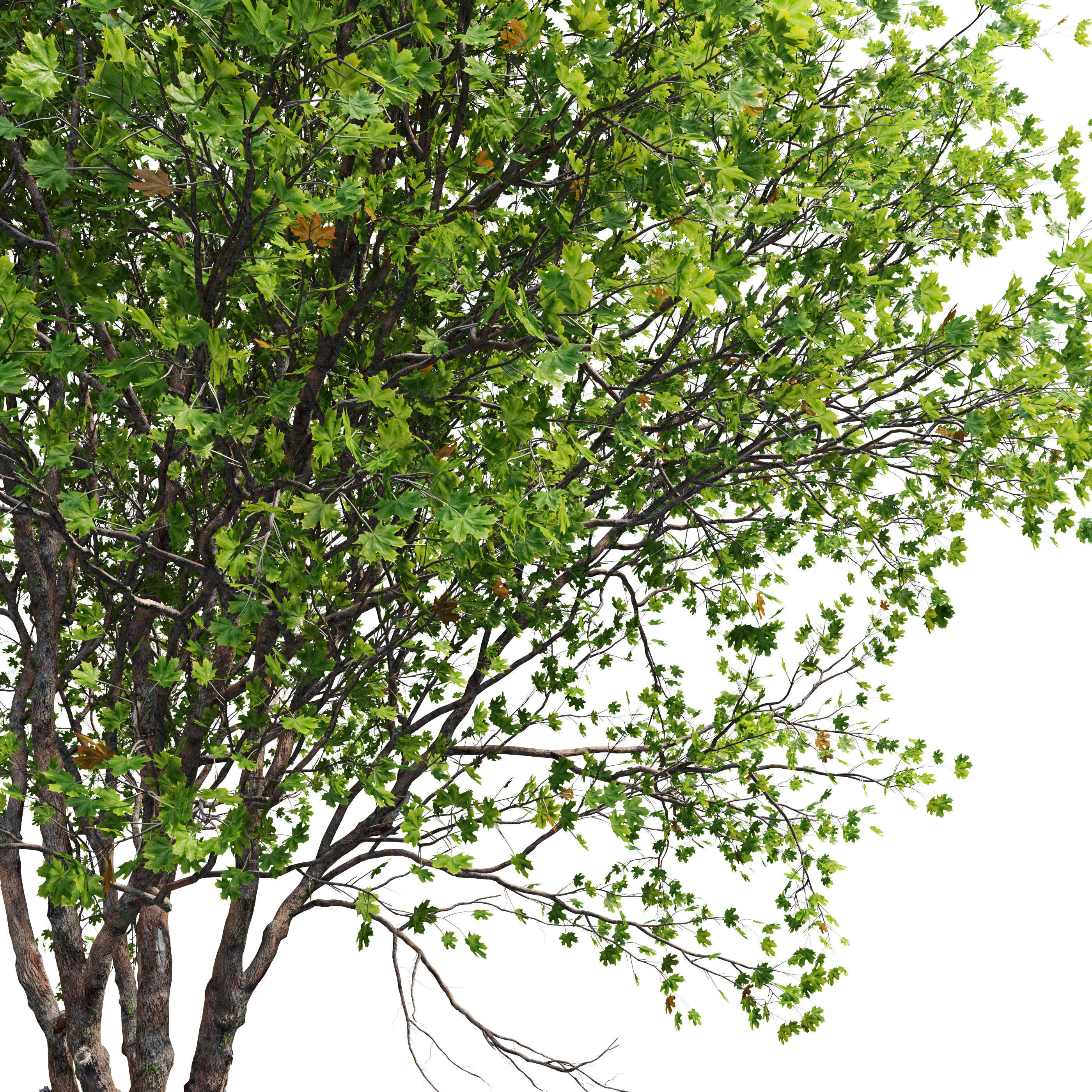 Acer macrophyllum 02 3D model_5