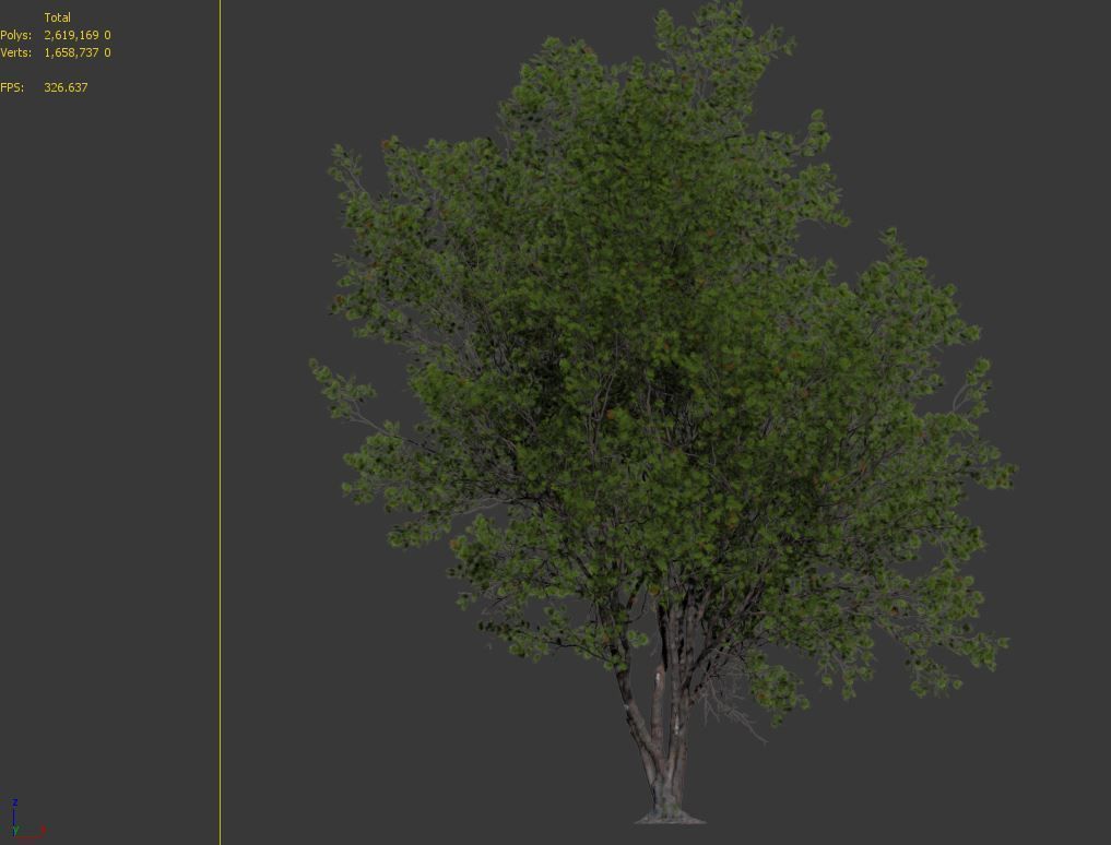 Acer macrophyllum 02 3D model_8