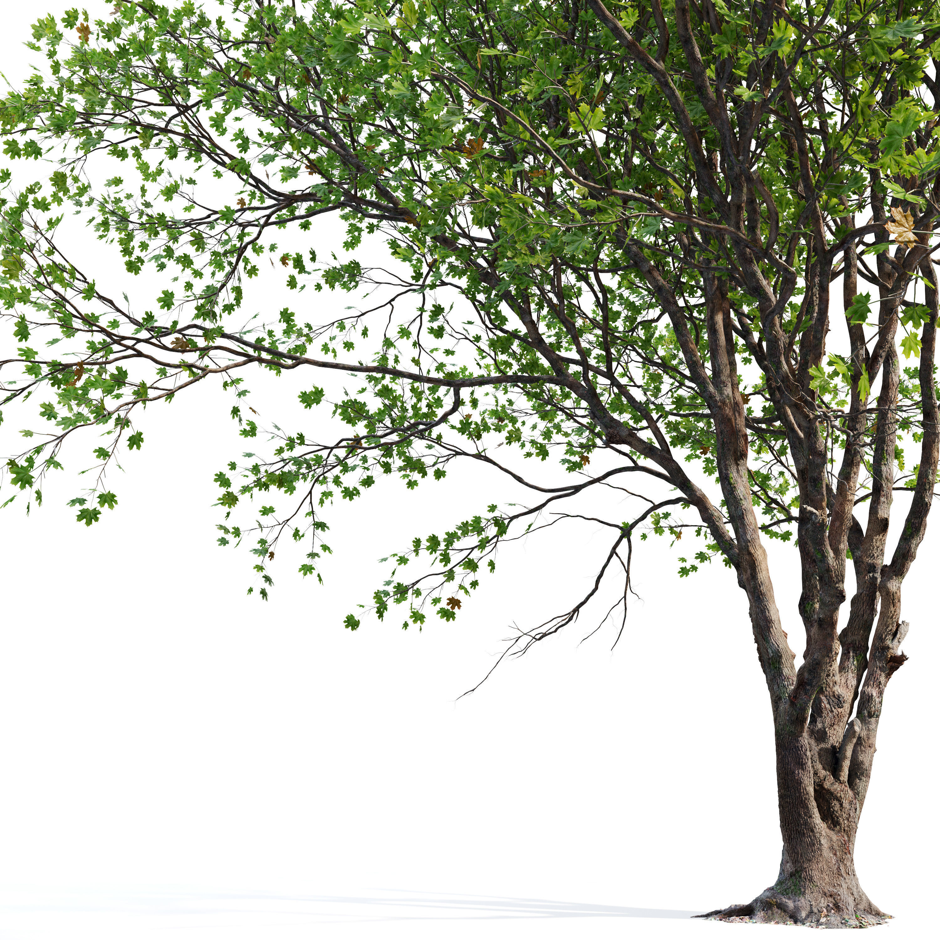 Acer macrophyllum 02 3D model_1
