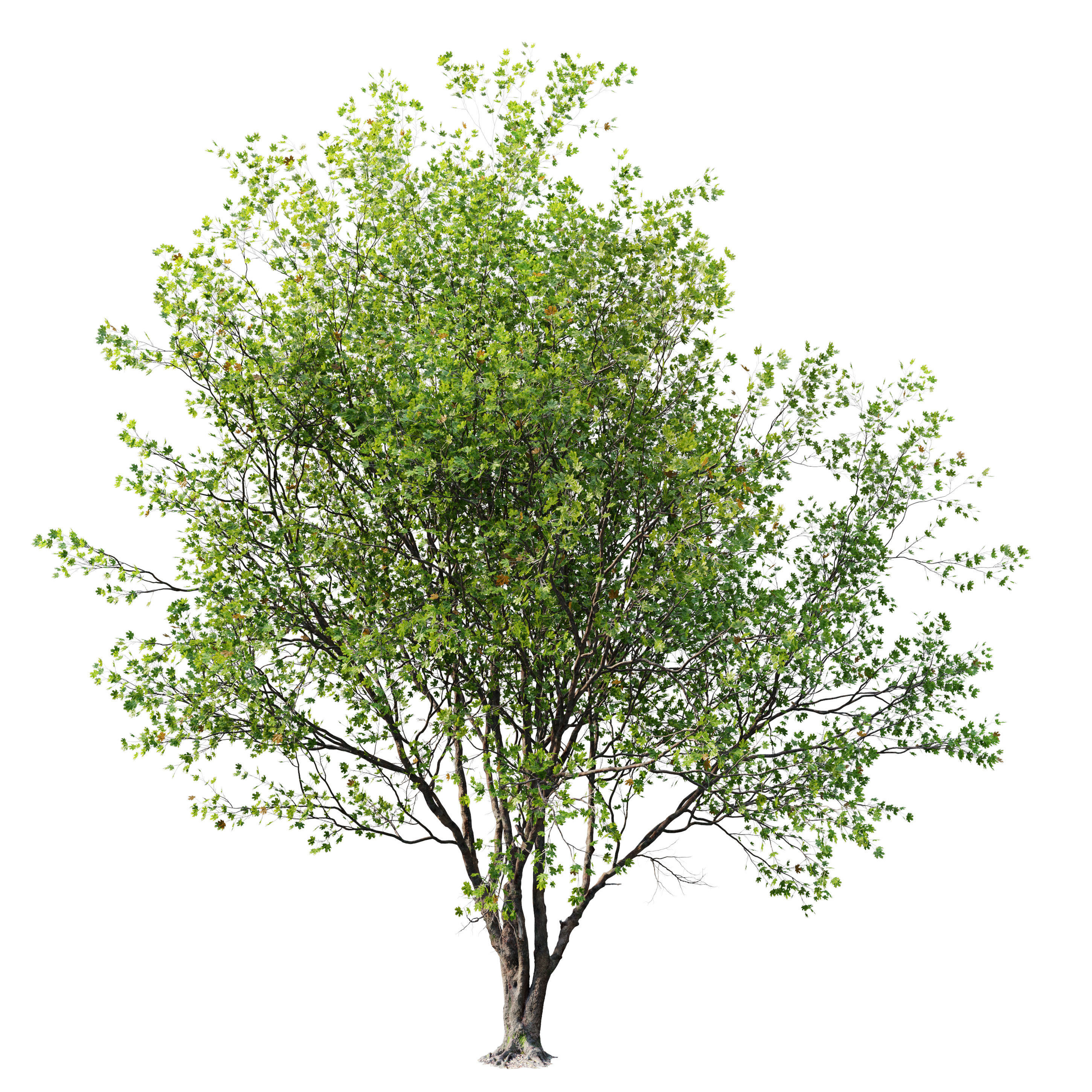 Acer macrophyllum 02 3D model_4