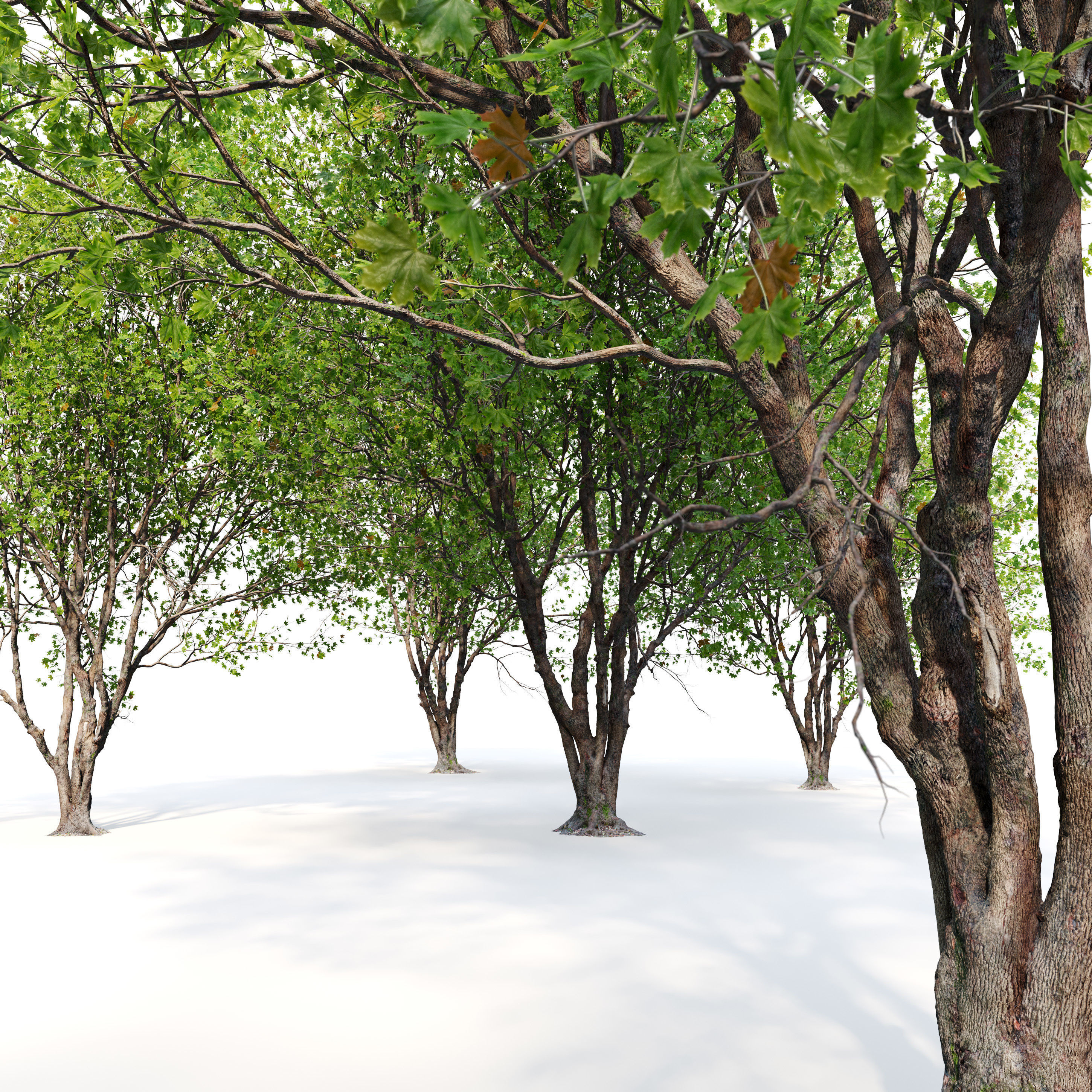 Acer macrophyllum 02 3D model_6