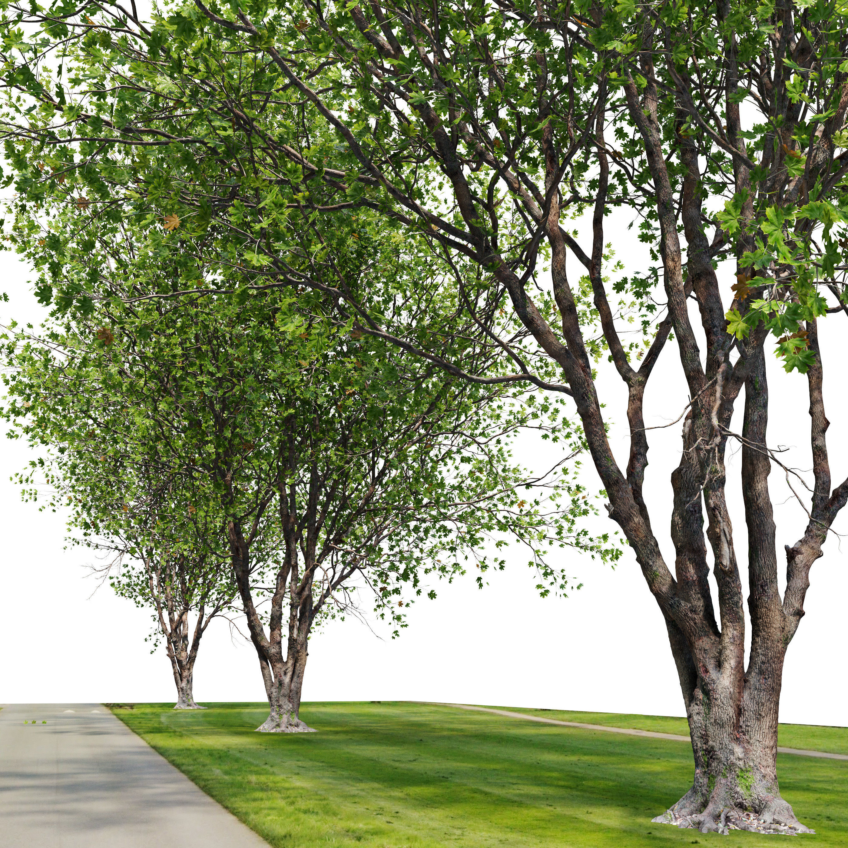 Acer macrophyllum 02 3D model_2