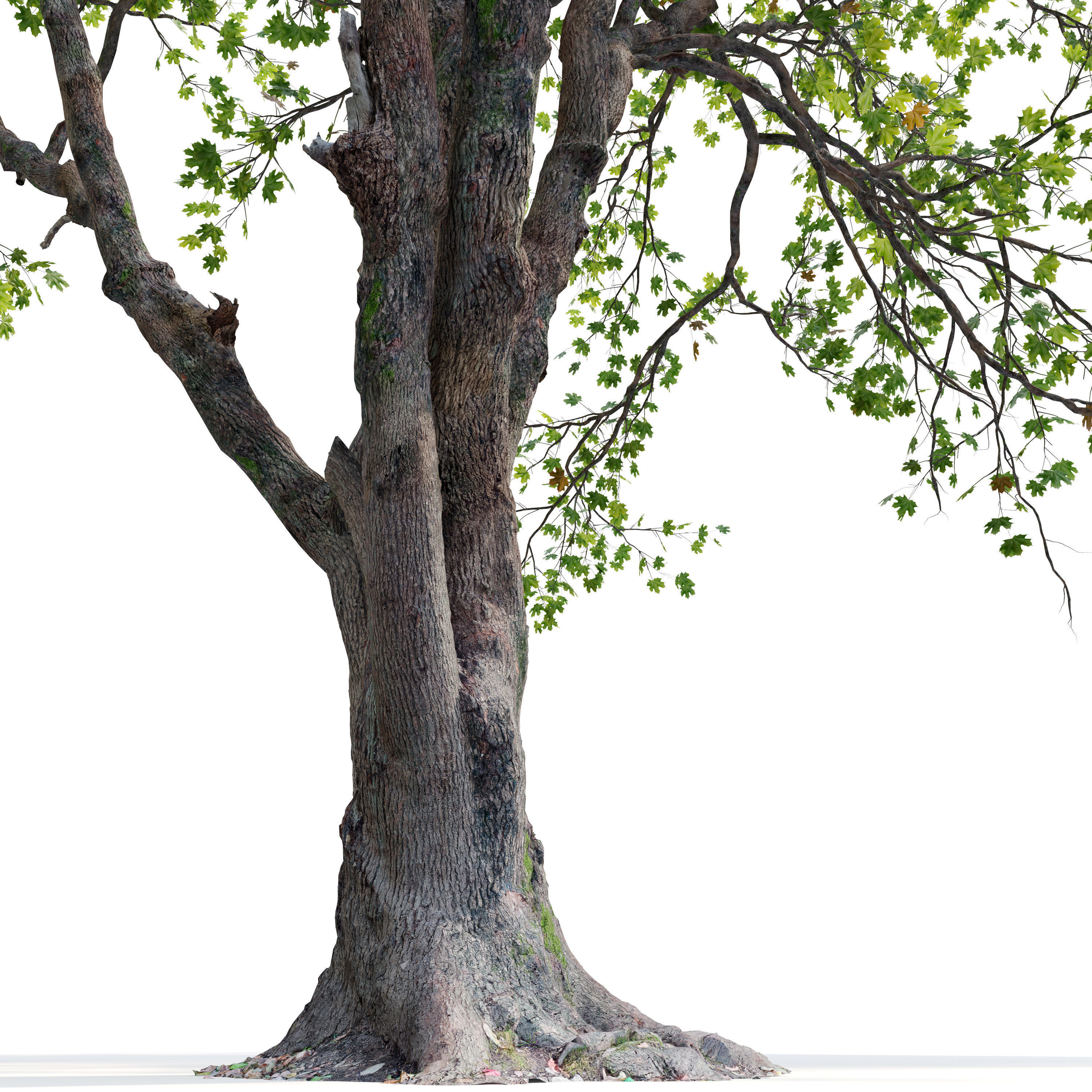 Acer macrophyllum 02 3D model_3