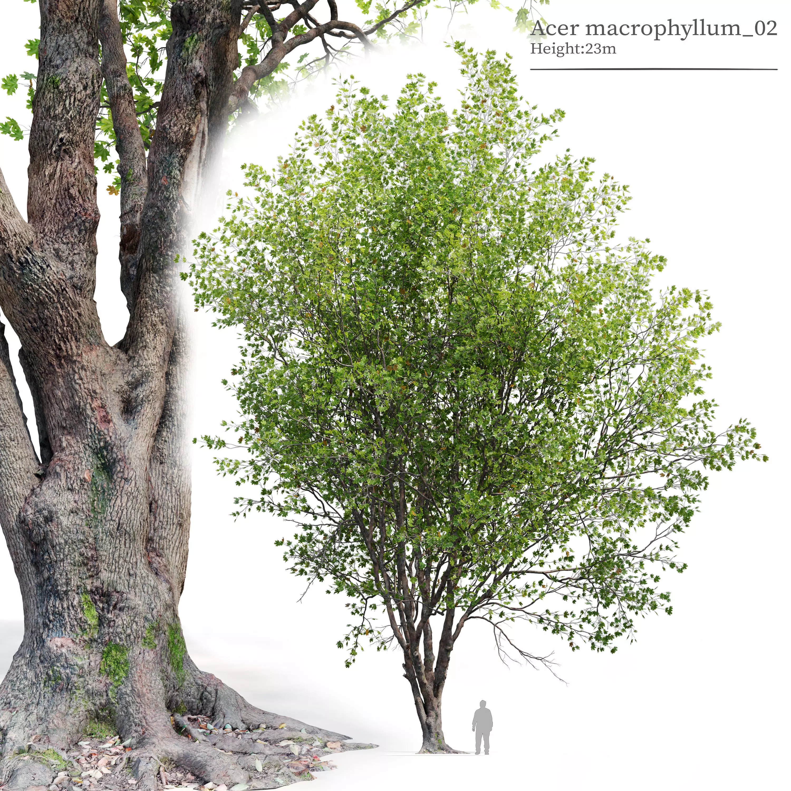 Acer macrophyllum 02 3D model_0