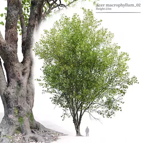 Acer macrophyllum 02 3D model