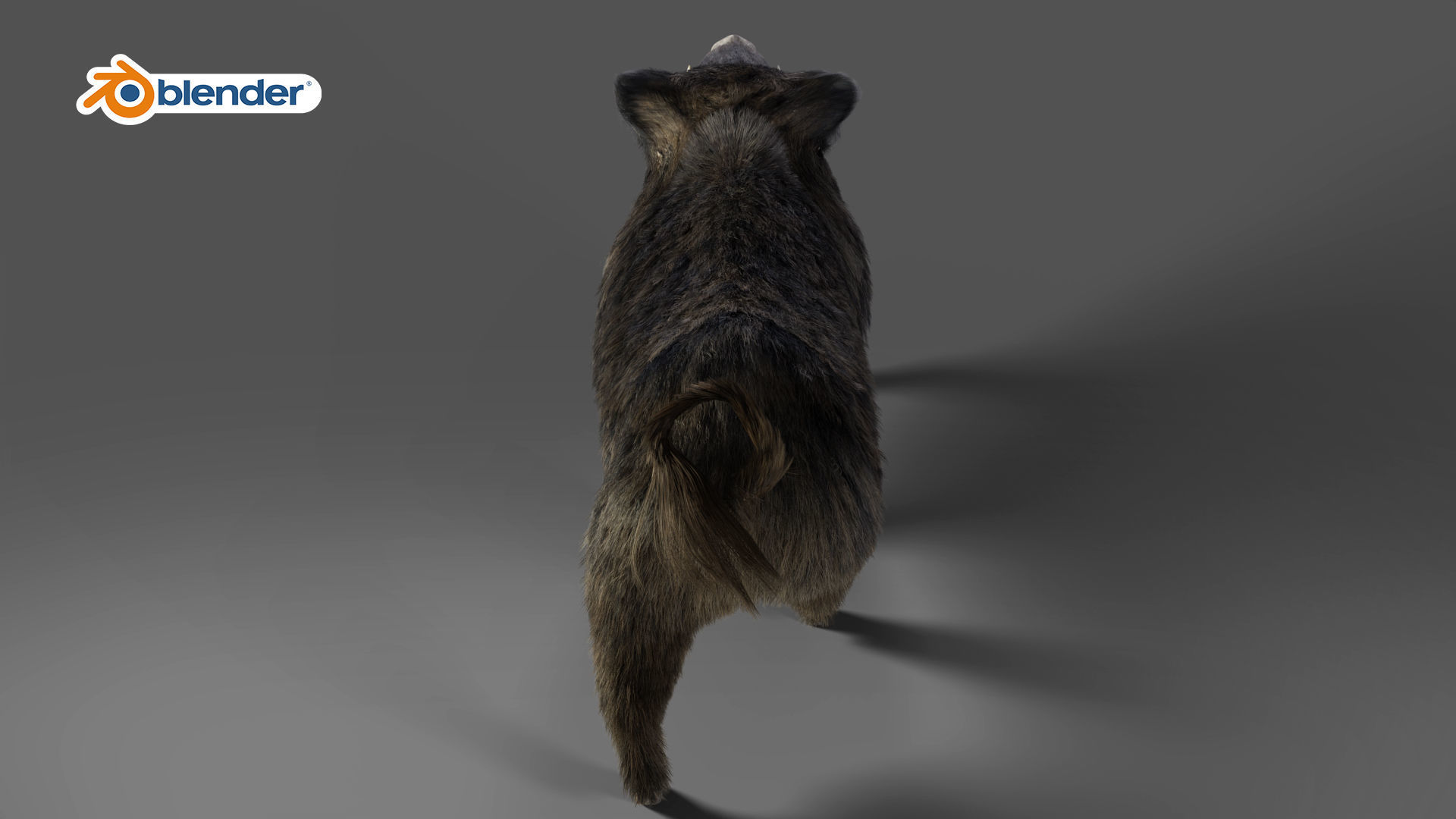 Fur Wild Boar Rigged and Animation in Blender Low-poly 3D model_12
