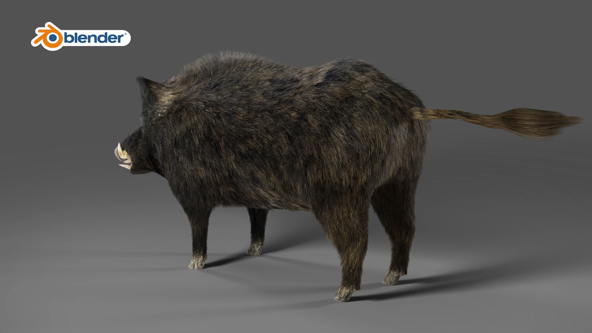 Fur Wild Boar Rigged and Animation in Blender Low-poly 3D model_10