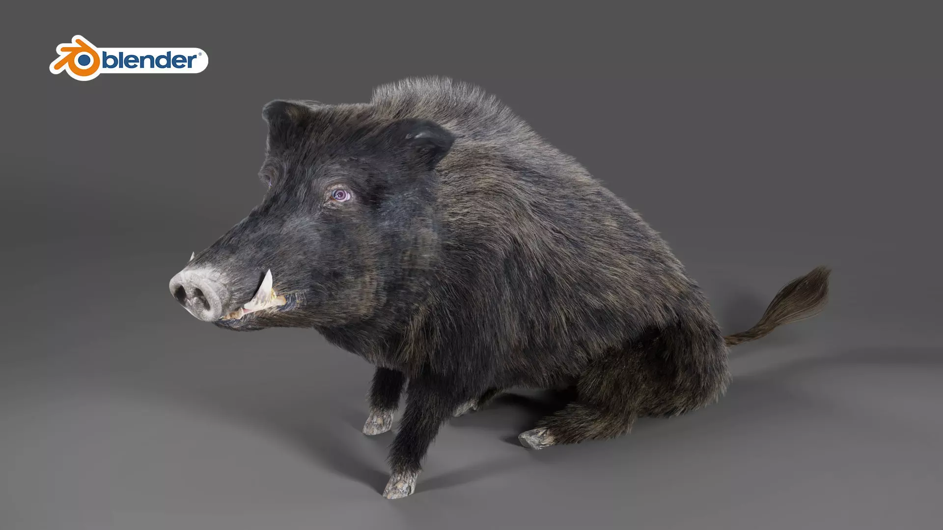 Fur Wild Boar Rigged and Animation in Blender Low-poly 3D model_0