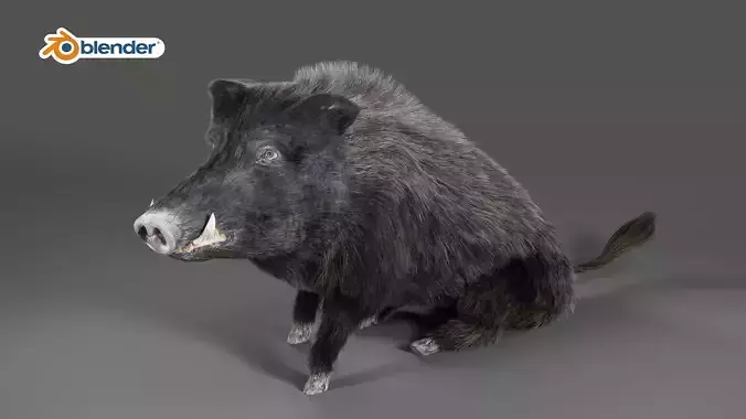 Fur Wild Boar Rigged and Animation in Blender