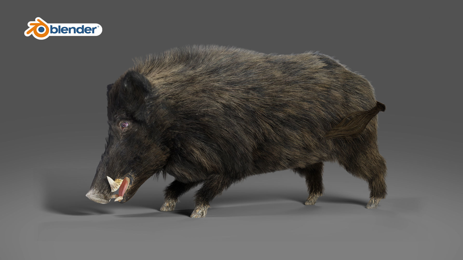 Fur Wild Boar Rigged and Animation in Blender Low-poly 3D model_3