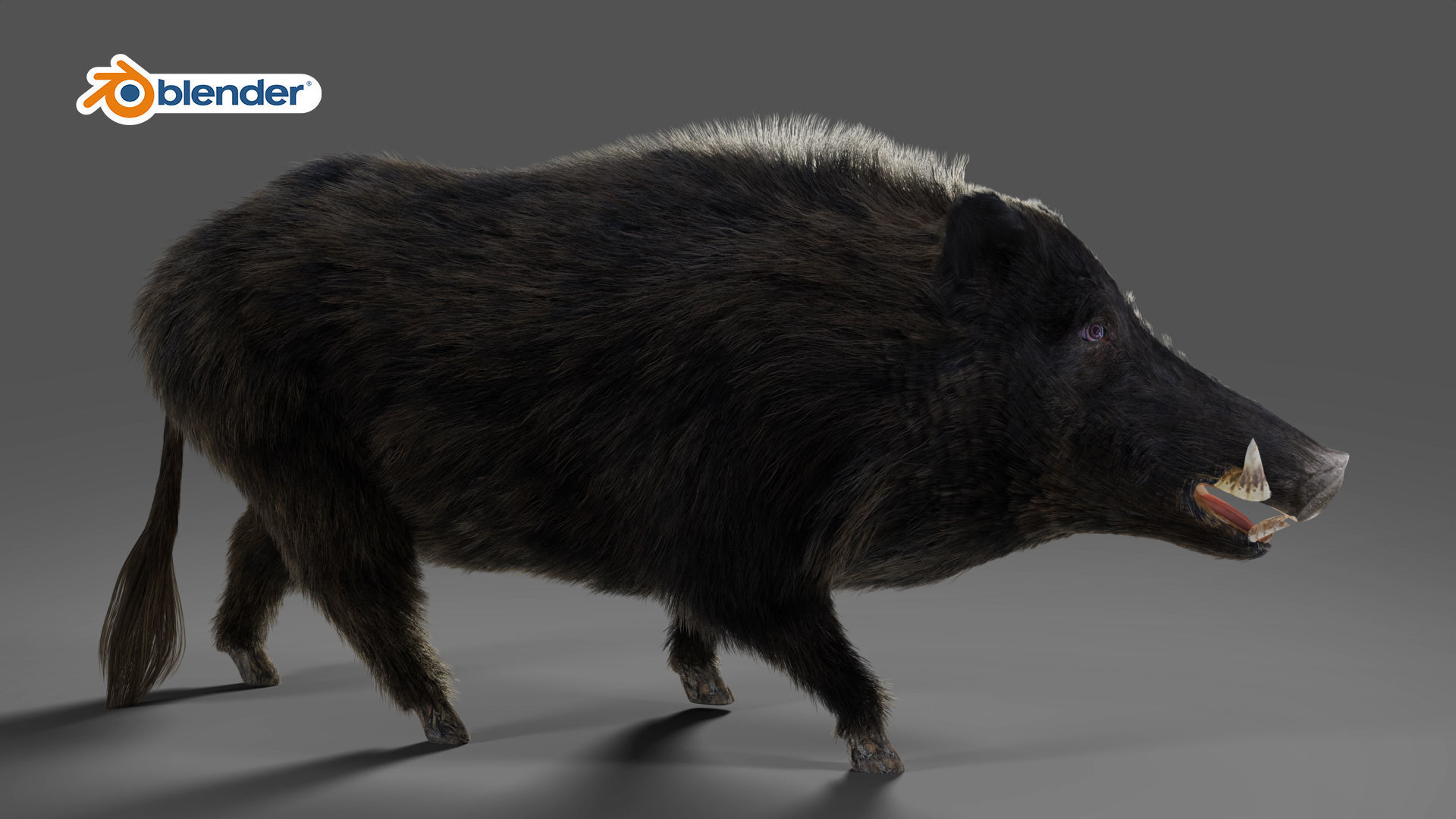 Fur Wild Boar Rigged and Animation in Blender Low-poly 3D model_4