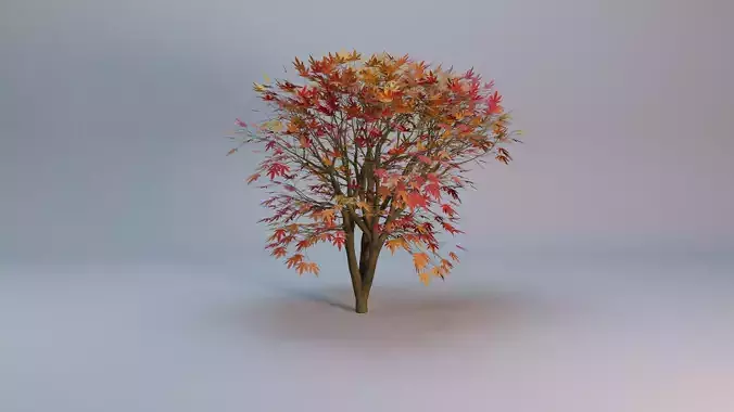 Maple tree with procedural texture Low-poly 3D model