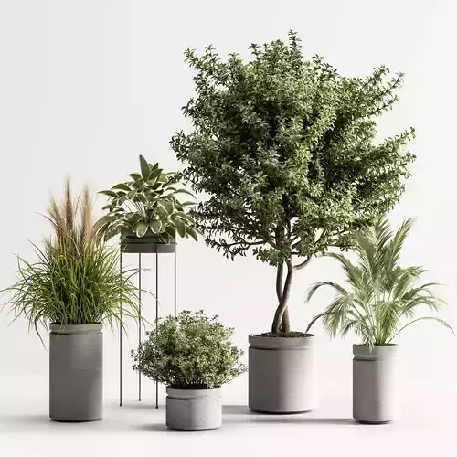 IndoorSetPlant38 plants in pots