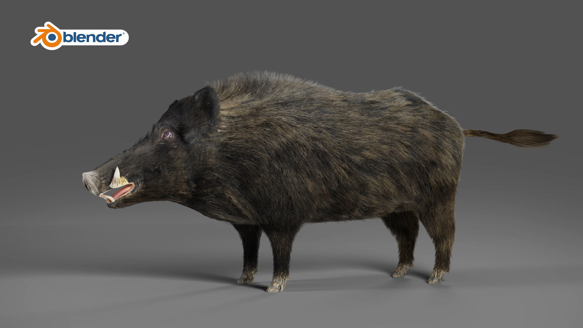Fur Wild Boar Rigged in Blender Low-poly 3D model_2