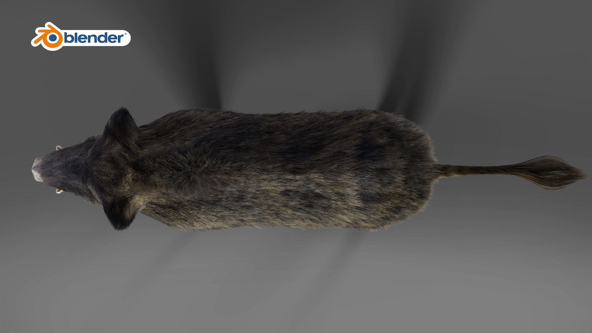 Fur Wild Boar Rigged in Blender Low-poly 3D model_5
