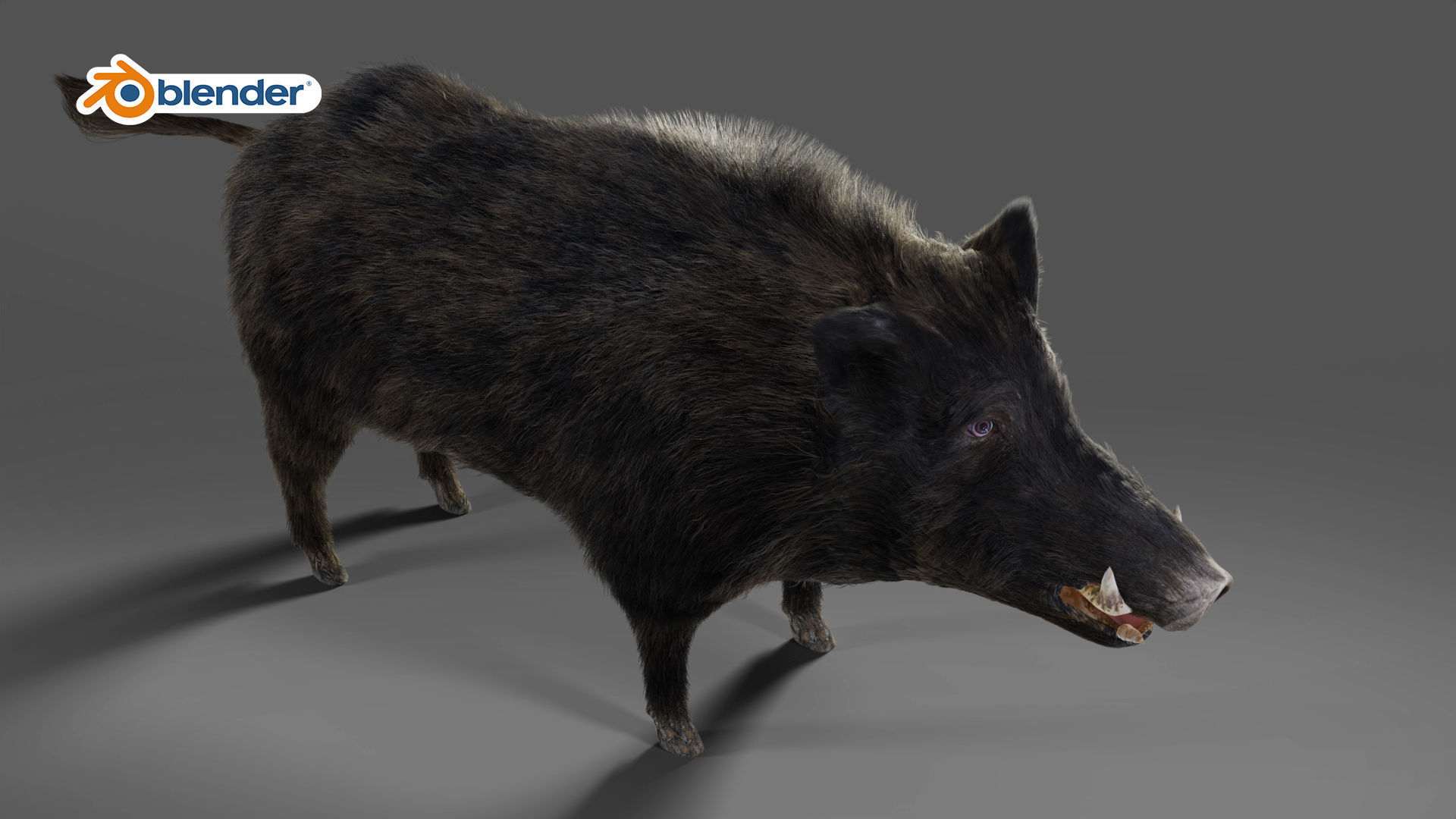 Fur Wild Boar Rigged in Blender Low-poly 3D model_3