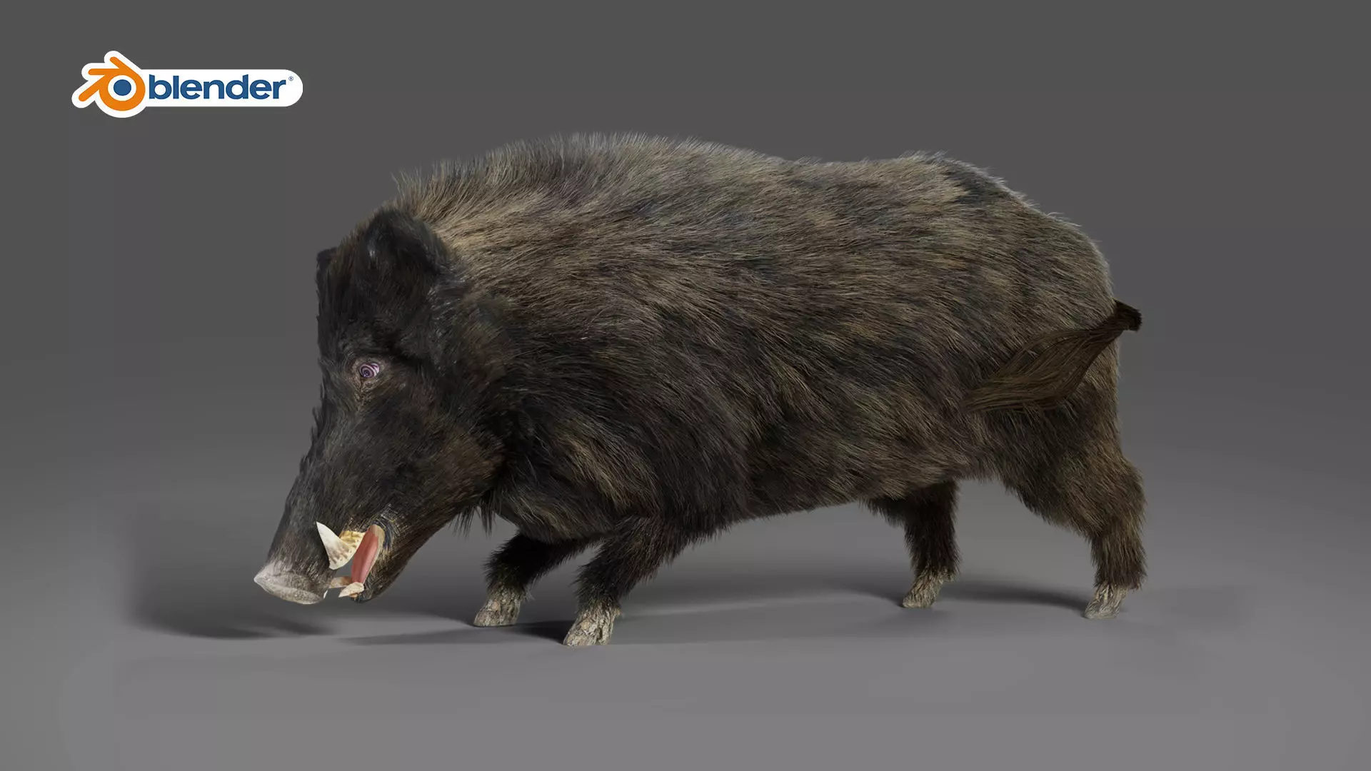 Fur Wild Boar Rigged in Blender Low-poly 3D model_0