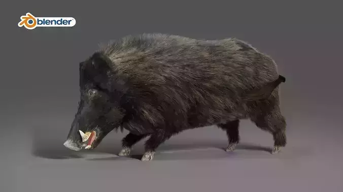 Fur Wild Boar Rigged in Blender