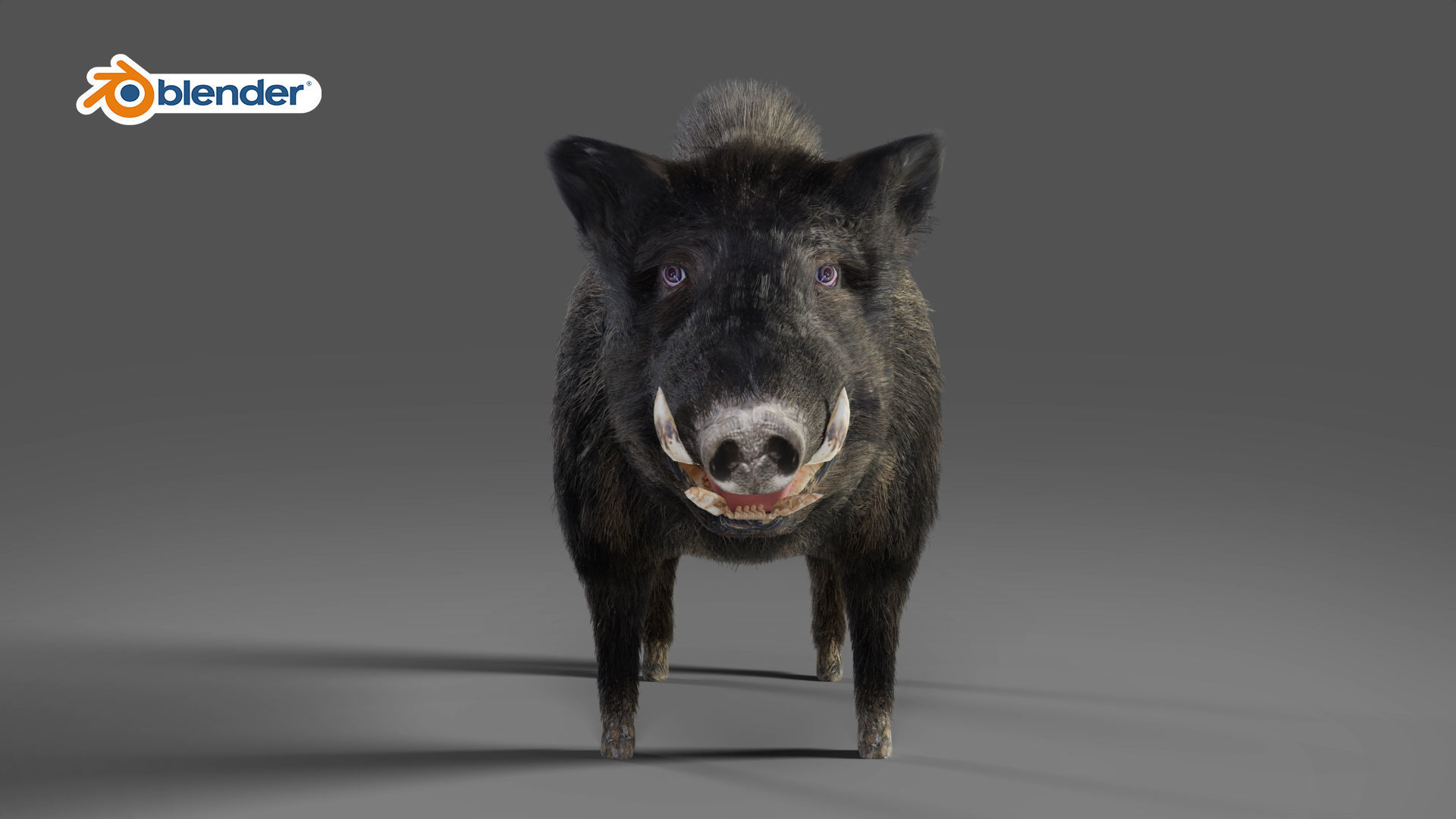 Fur Wild Boar Rigged in Blender Low-poly 3D model_7