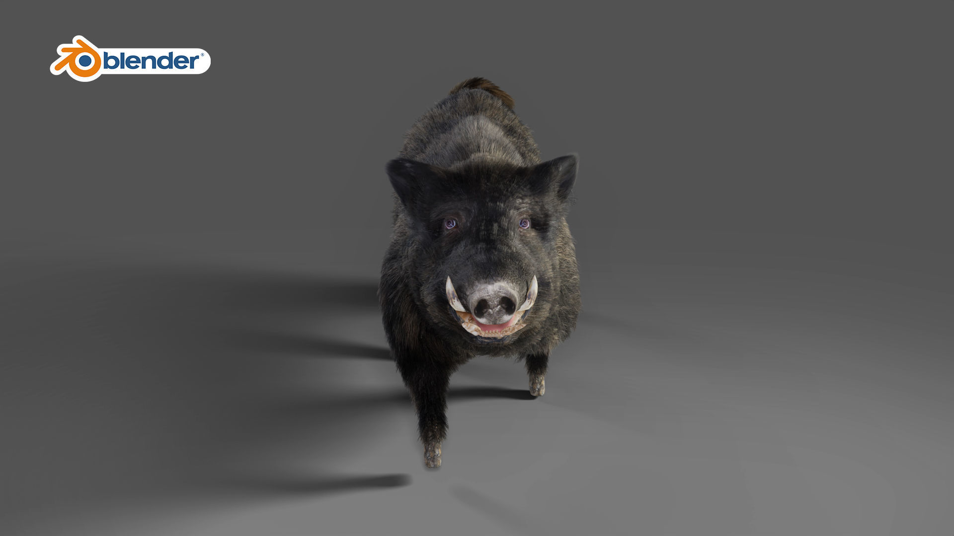 Fur Wild Boar Rigged in Blender Low-poly 3D model_10