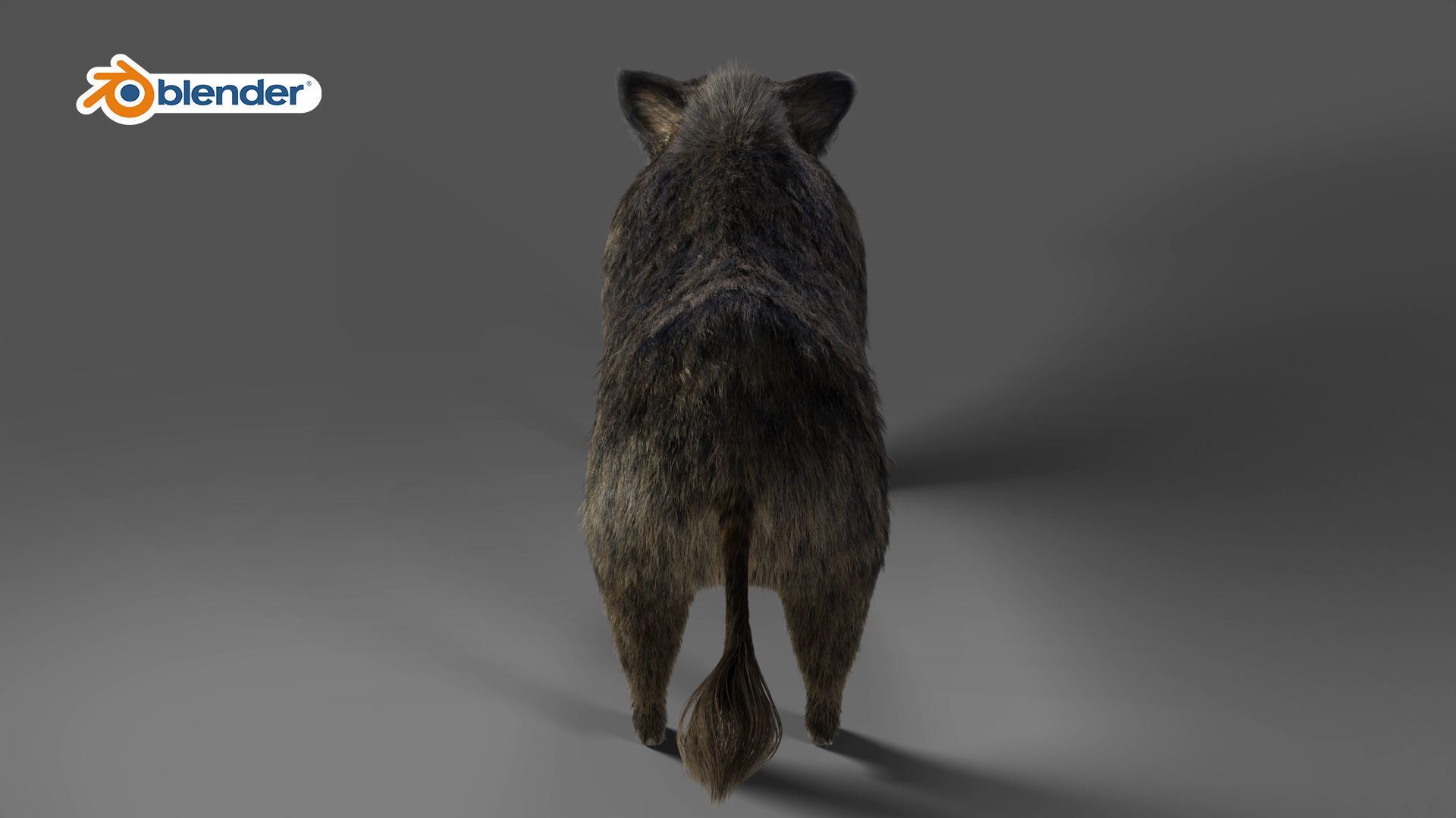 Fur Wild Boar Rigged in Blender Low-poly 3D model_4