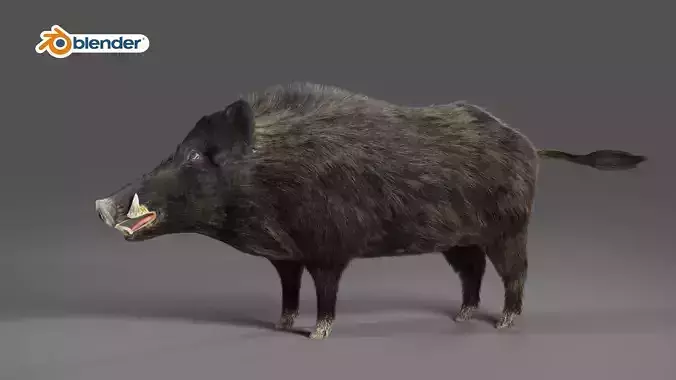 Fur Wild Boar NO Rigged in Blender