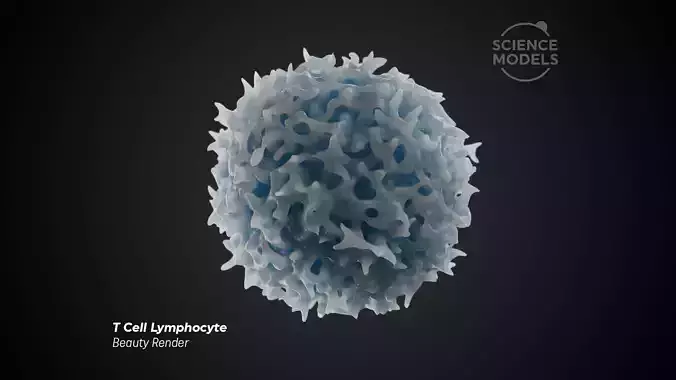 T Cell Lymphocyte 3D model