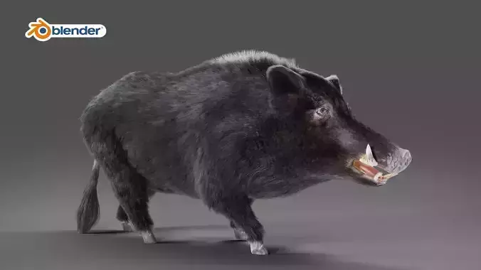 Fur Black Wild Boar Rigged and Animation