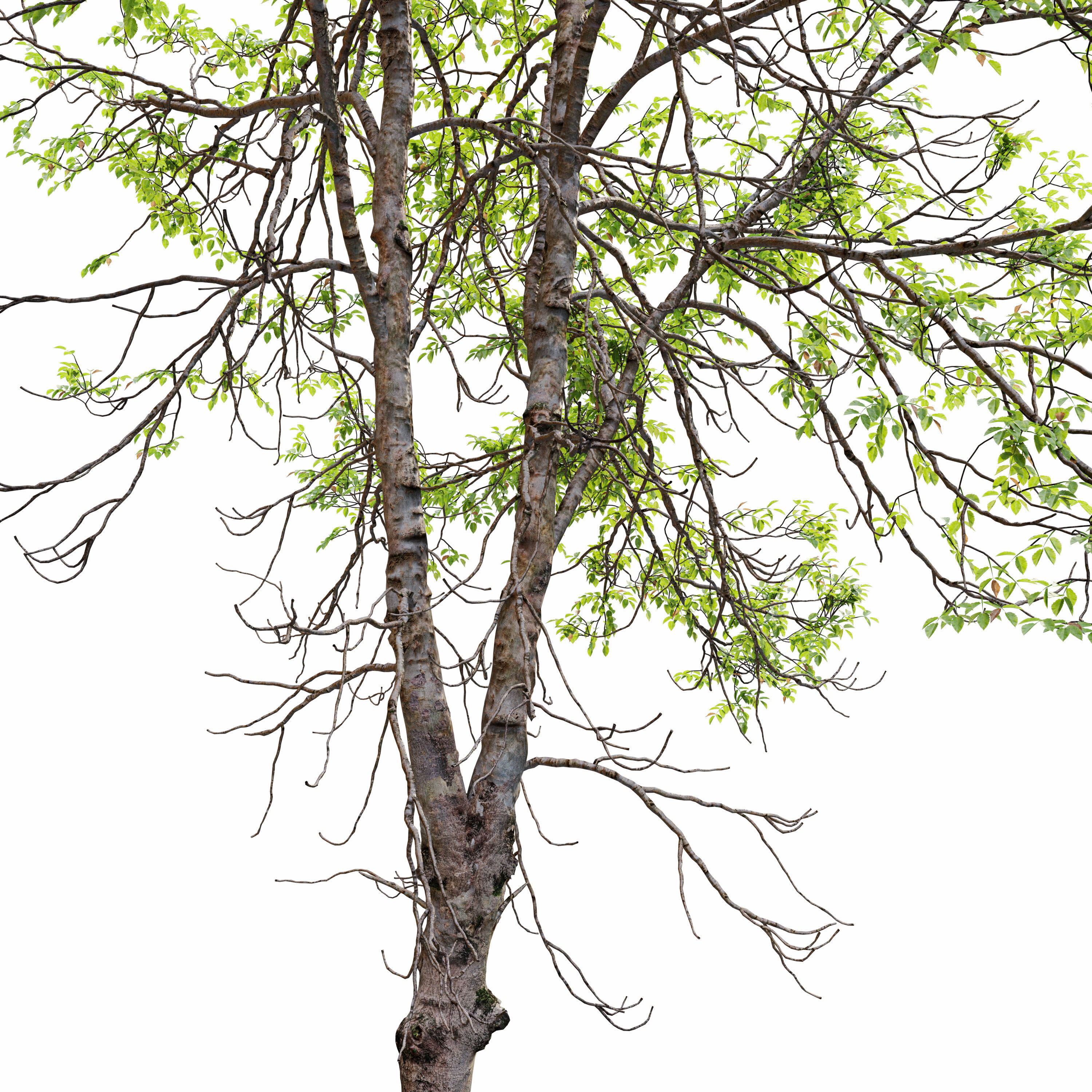sweet birch 3D model_1