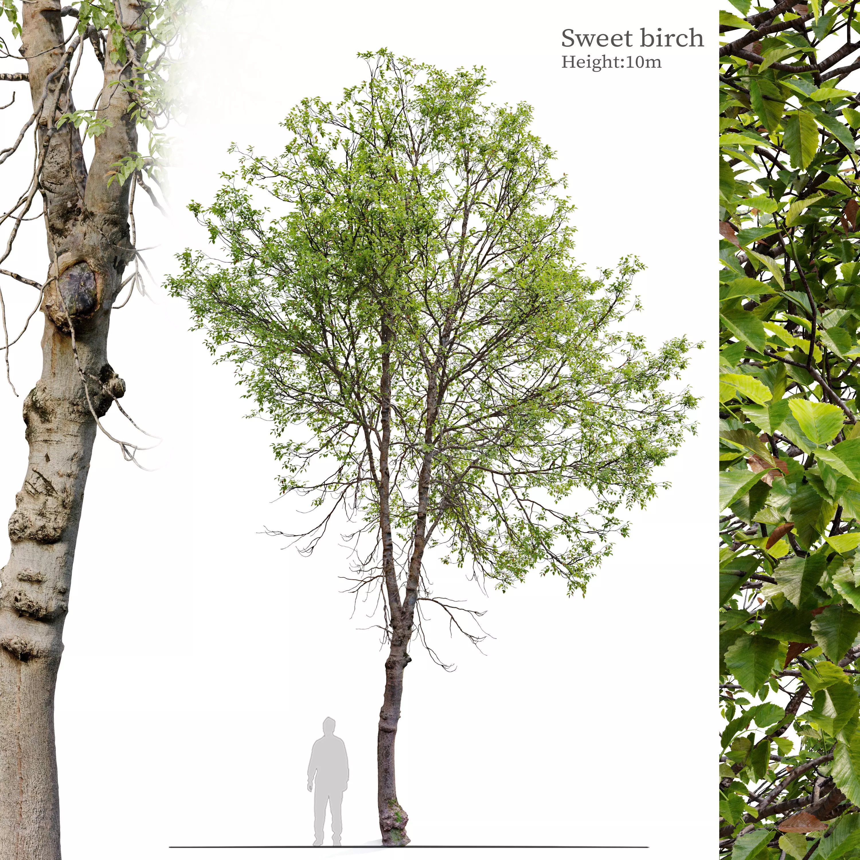 sweet birch 3D model_0