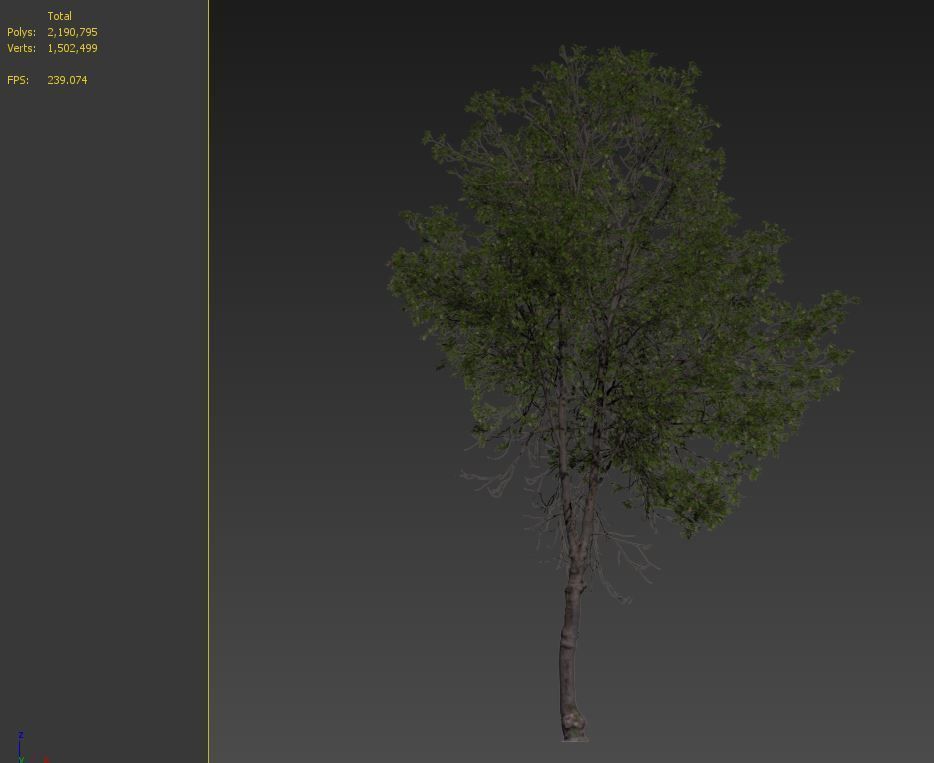 sweet birch 3D model_7