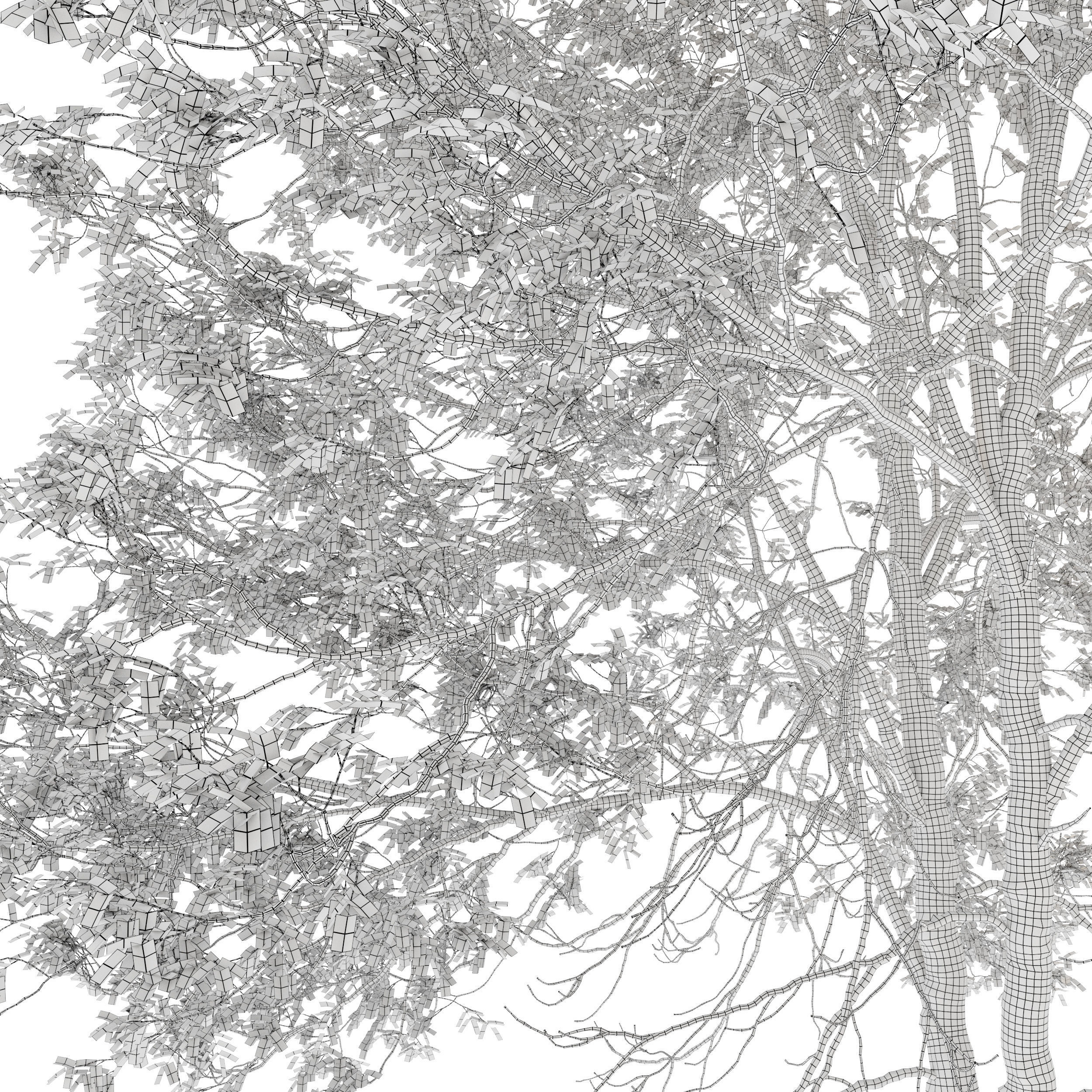 sweet birch 3D model_6