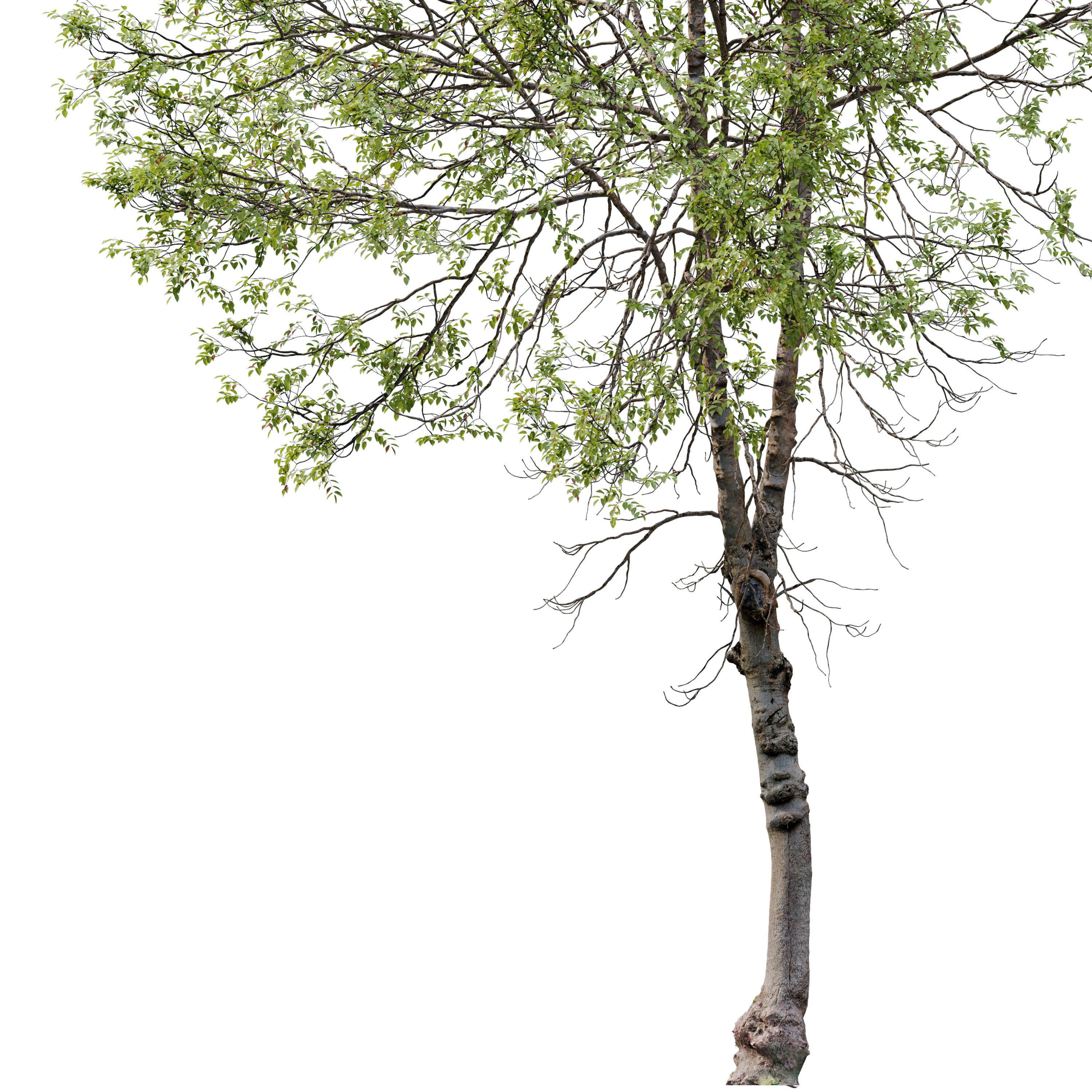 sweet birch 3D model_2