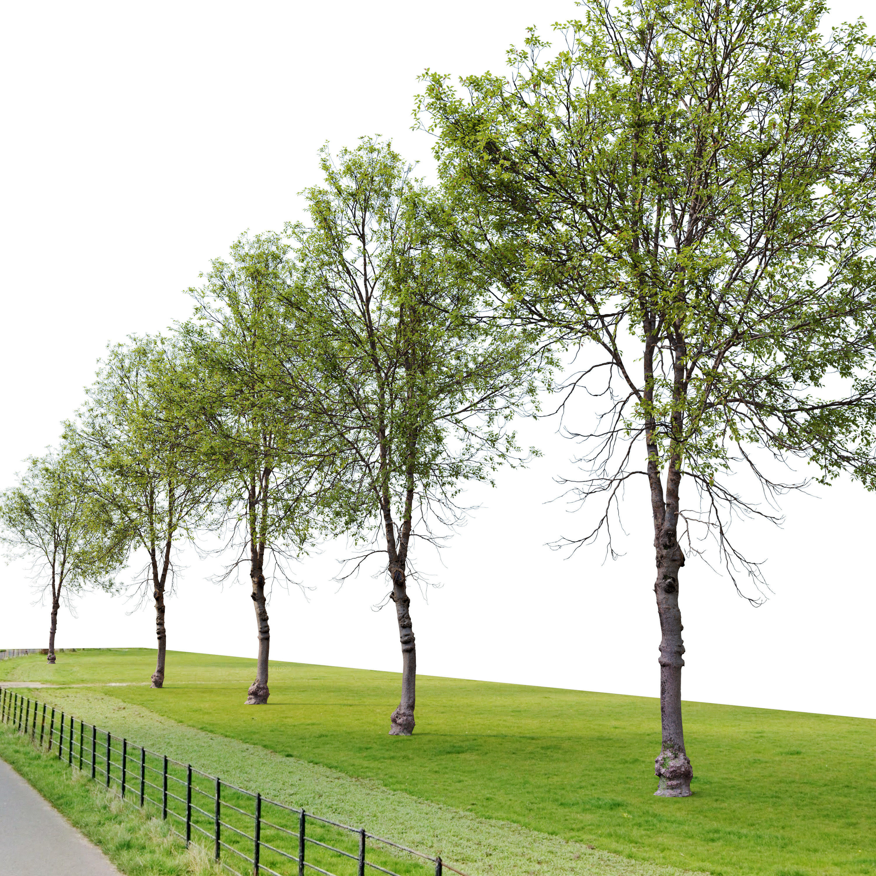 sweet birch 3D model_3