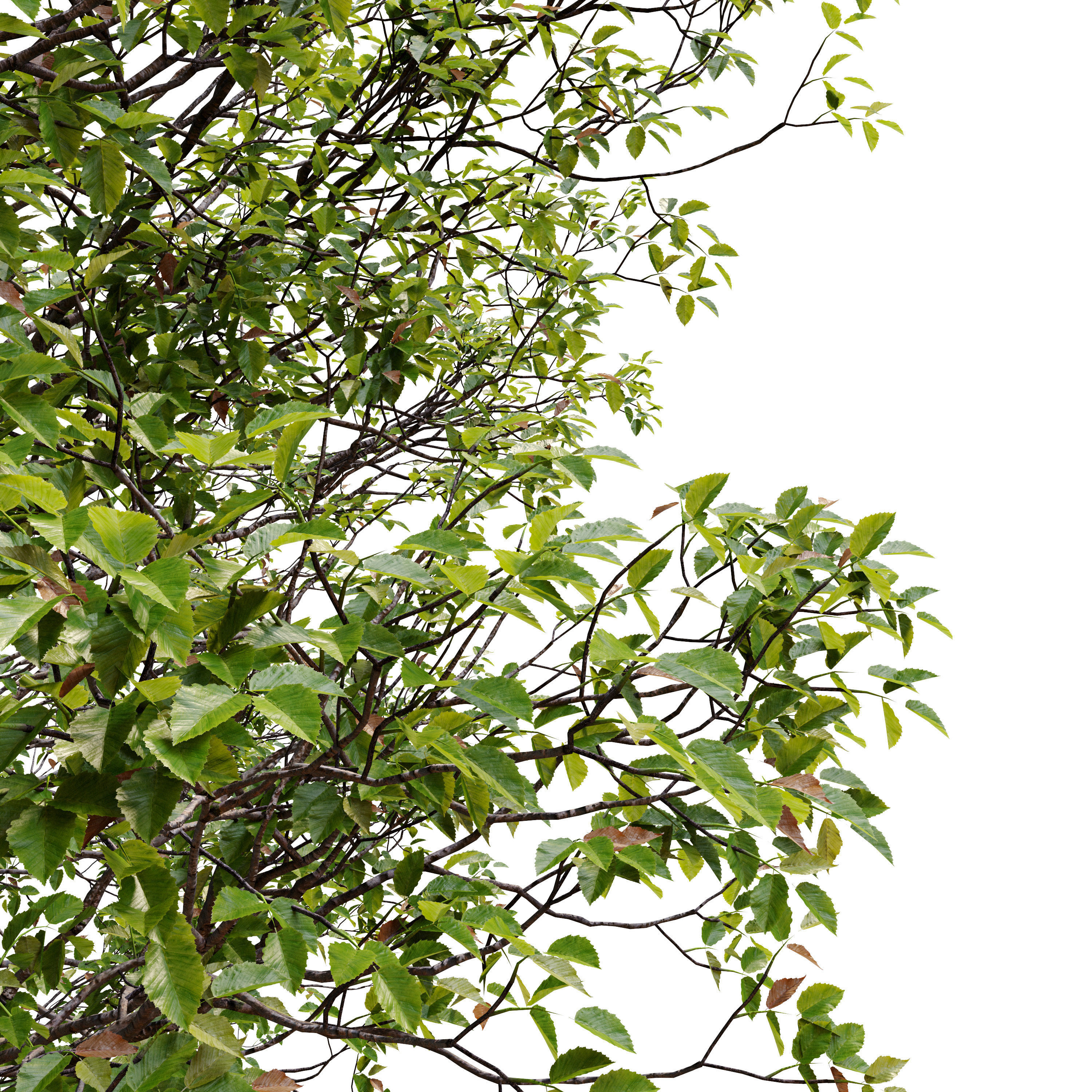 sweet birch 3D model_4