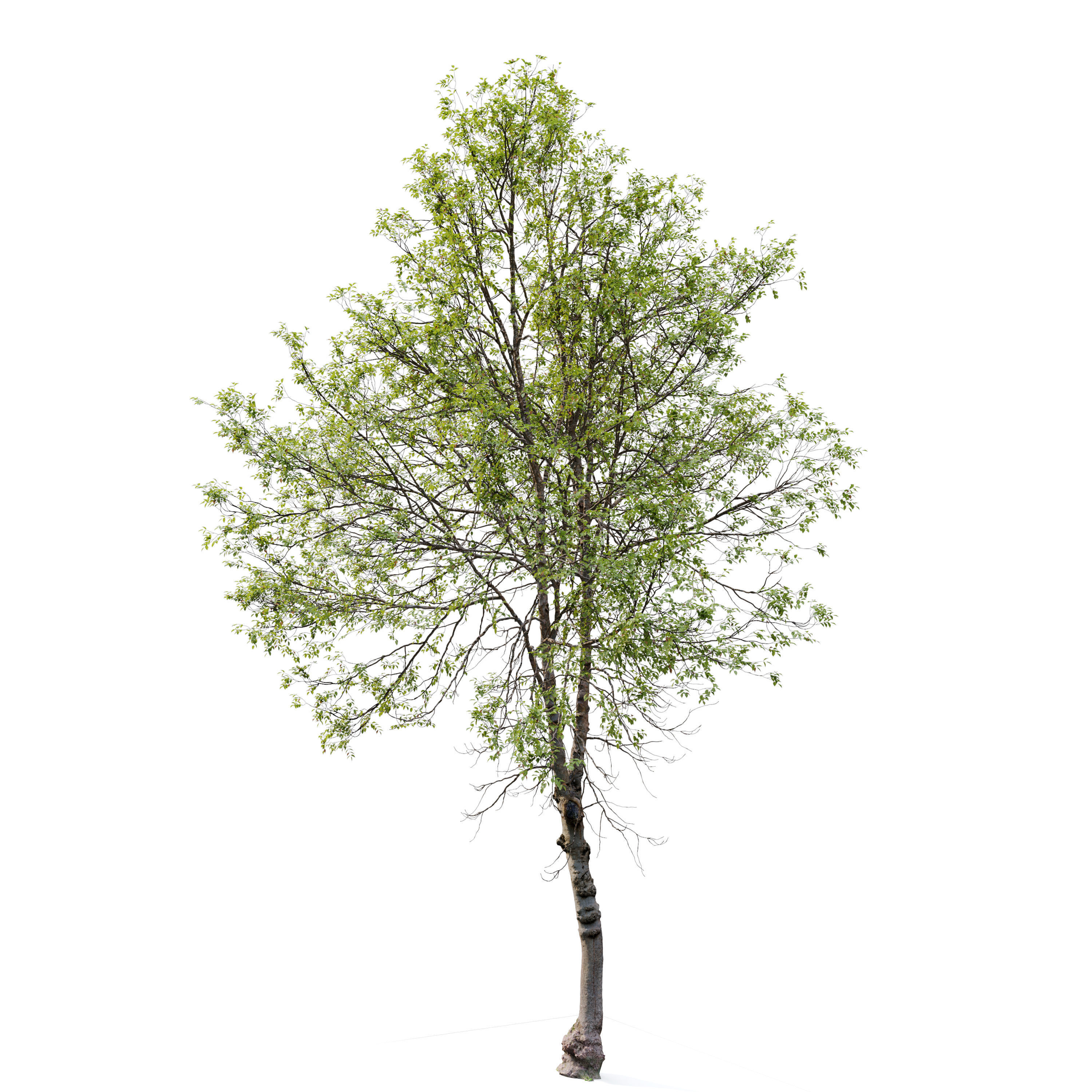 sweet birch 3D model_5