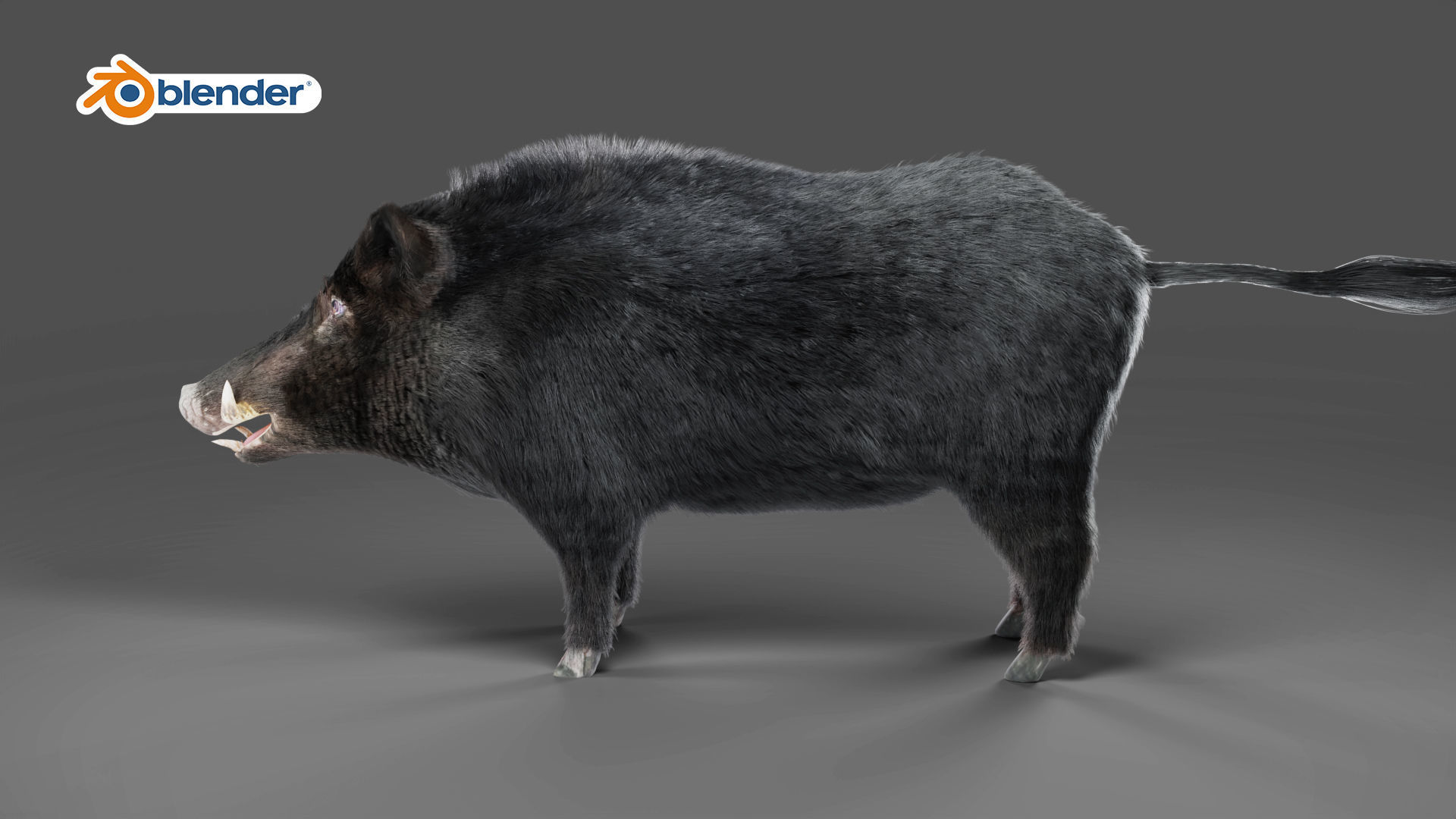 Fur Black Wild Boar Rigged in Blender Low-poly 3D model_8