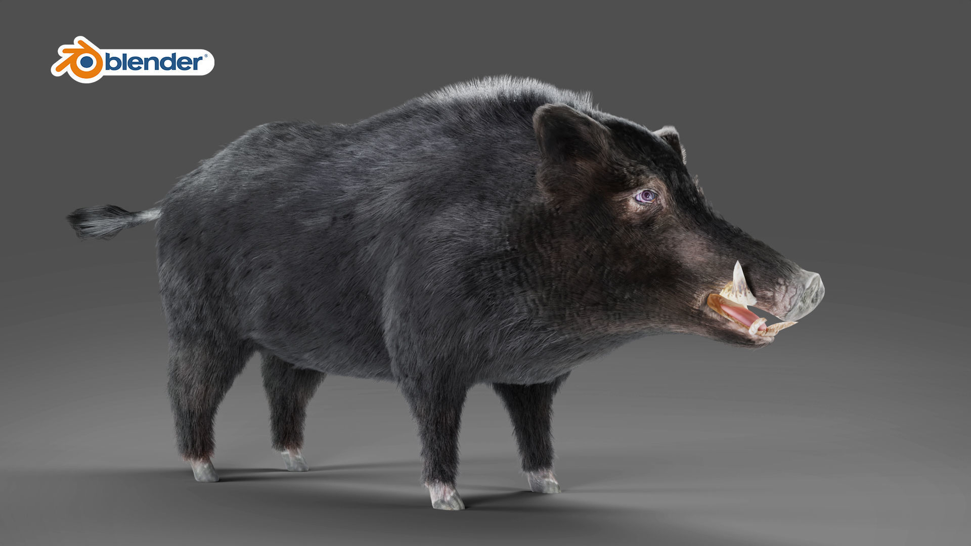 Fur Black Wild Boar Rigged in Blender Low-poly 3D model_5