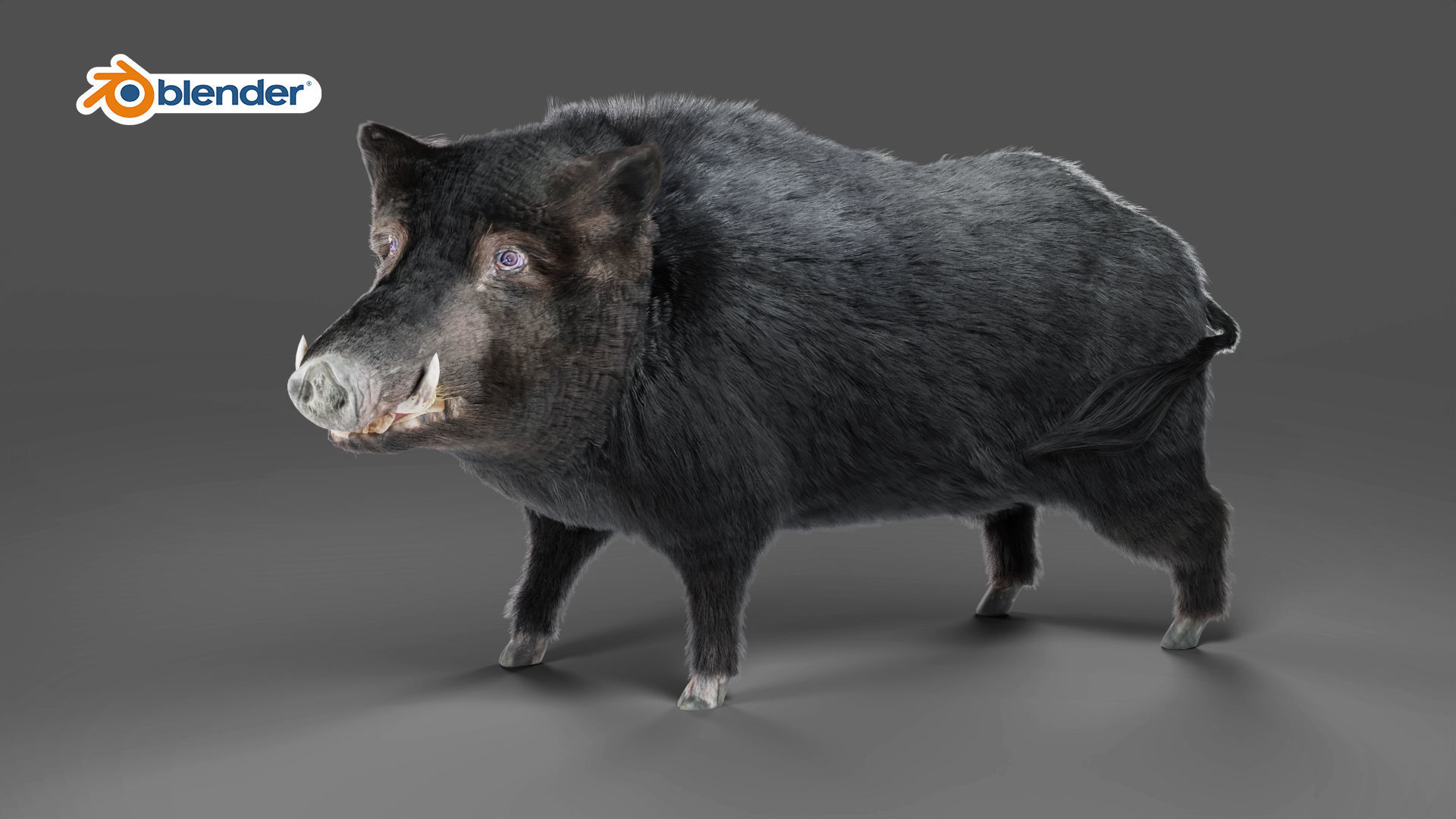 Fur Black Wild Boar Rigged in Blender Low-poly 3D model_2