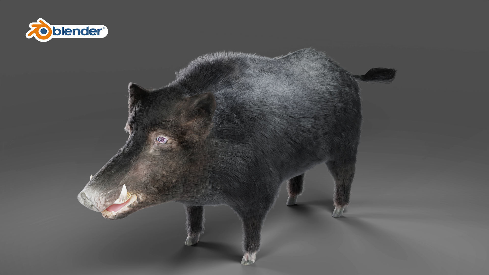 Fur Black Wild Boar Rigged in Blender Low-poly 3D model_7
