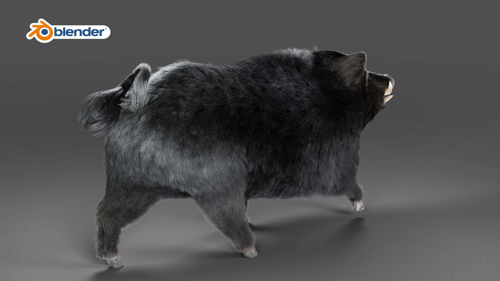 Fur Black Wild Boar Rigged in Blender Low-poly 3D model_3