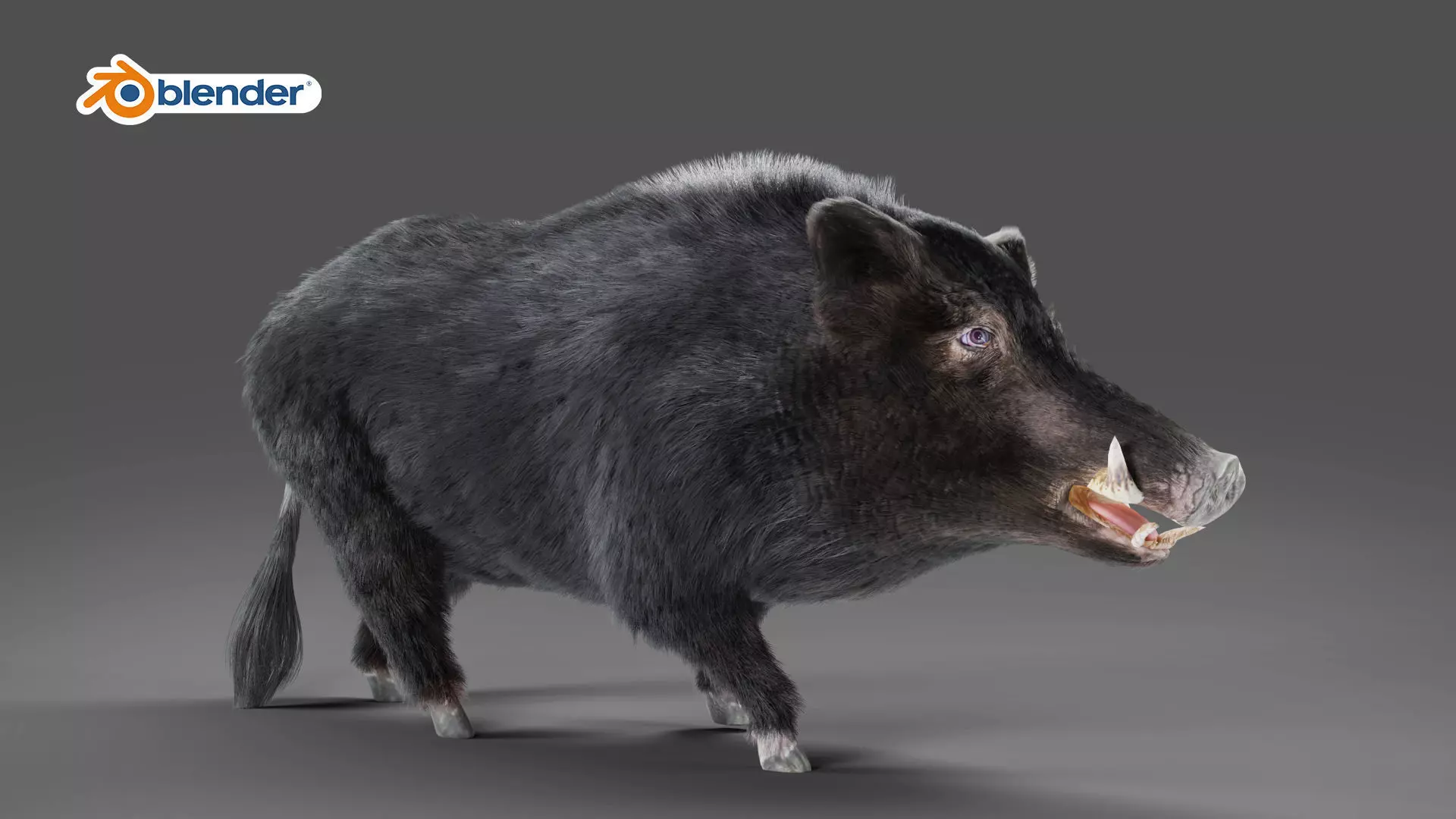 Fur Black Wild Boar Rigged in Blender Low-poly 3D model_0