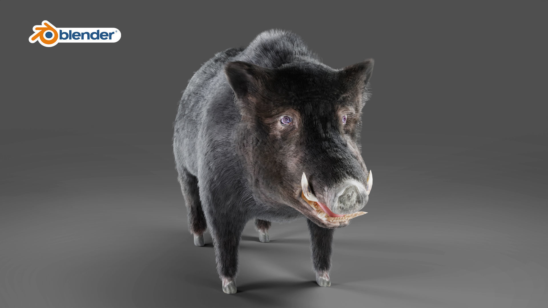 Fur Black Wild Boar Rigged in Blender Low-poly 3D model_6