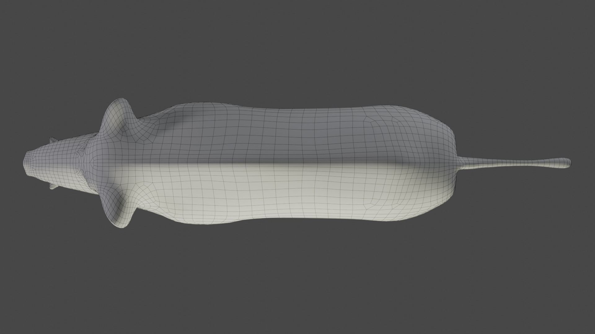 Fur Black Wild Boar Rigged in Blender Low-poly 3D model_23