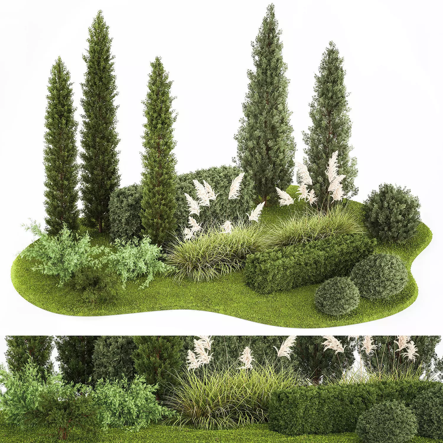 Garden of thuja and cypress trees with pampas grass bushes 1152 3D model_0