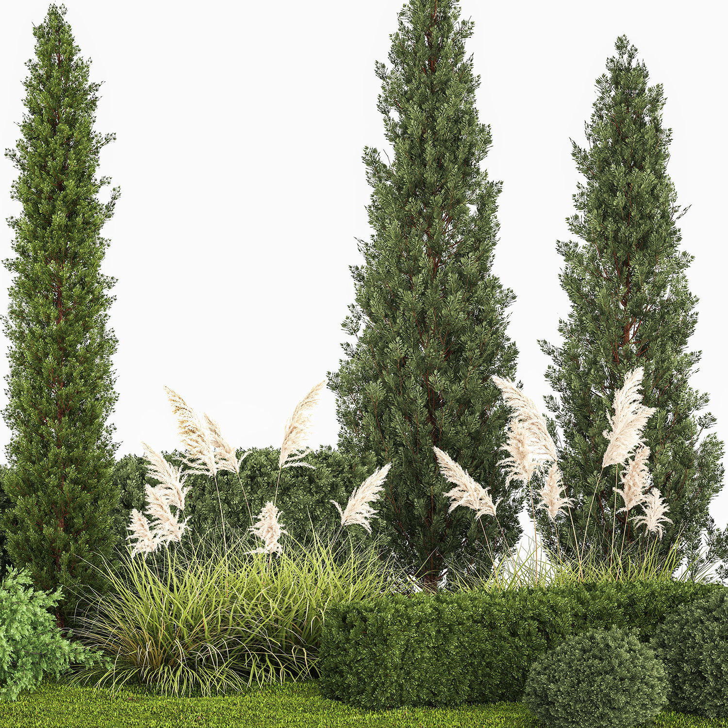 Garden of thuja and cypress trees with pampas grass bushes 1152 3D model_5